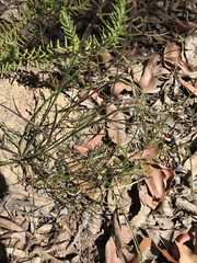 Scaevola ramosissima