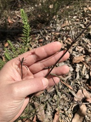 Scaevola ramosissima