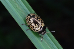 Calligrapha multipustulata