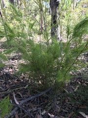 Caustis blakei macrantha