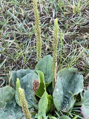 Plantago major