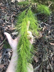 Caustis blakei macrantha