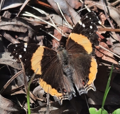 Vanessa hippomene hippomene
