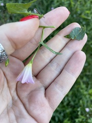 Convolvulus arvensis