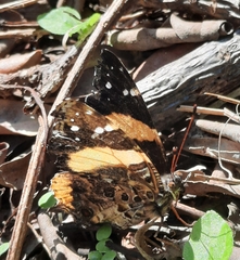 Vanessa hippomene hippomene