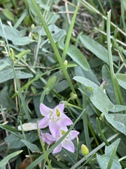 Convolvulus arvensis