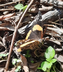 Vanessa hippomene hippomene