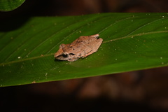 Pristimantis reichlei