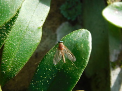 Chrysopilus ferruginosus