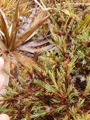 Dracophyllum prostratum