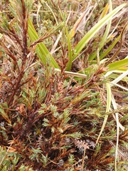 Dracophyllum prostratum
