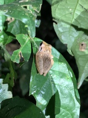 Pristimantis reichlei