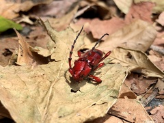 Dicelosternus corallinus