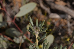 Banksia carlinoides