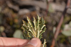 Banksia carlinoides