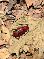 Dicelosternus corallinus