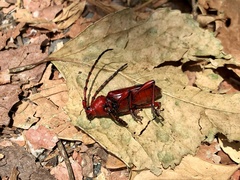 Dicelosternus corallinus