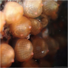 Metandrocarpa taylori