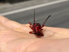 Dicelosternus corallinus