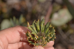 Banksia carlinoides