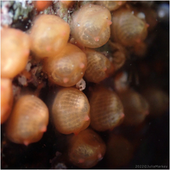 Metandrocarpa taylori