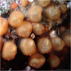 Metandrocarpa taylori