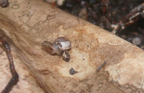 Orobophana