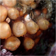 Metandrocarpa taylori