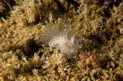 Antiopella cristata