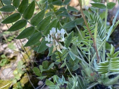 Oxytropis strobilacea