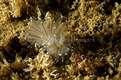 Antiopella cristata