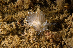 Antiopella cristata