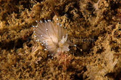 Antiopella cristata