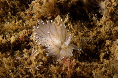 Antiopella cristata