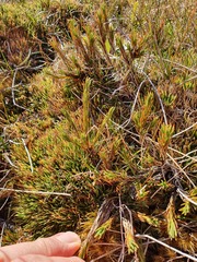 Dracophyllum pearsonii