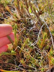 Dracophyllum pearsonii