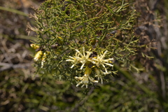 Petrophile striata