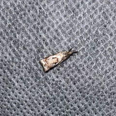 Microcrambus elegans