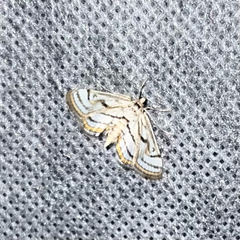 Parapoynx badiusalis