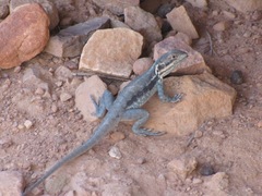 Ctenophorus modestus