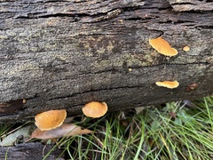 Crepidotus eucalyptorum