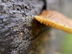 Crepidotus eucalyptorum