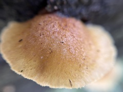 Crepidotus eucalyptorum