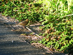 Carpodacus formosanus