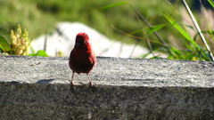 Carpodacus formosanus
