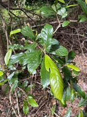 Gmelina leichhardtii