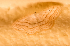 Scopula ancellata