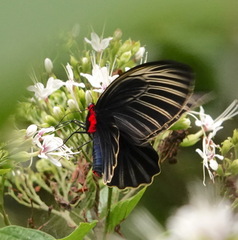 Atrophaneura nox