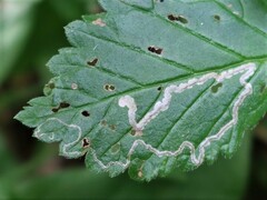Stigmella splendidissimella