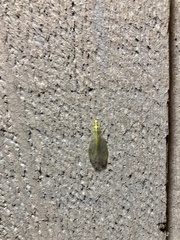 Chrysopa quadripunctata